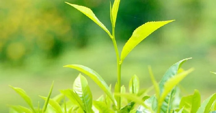 এবার গারো পাহাড়ে চা চাষের উদ্যোগ এবার গারো পাহাড়ে চা চাষের উদ্যোগ