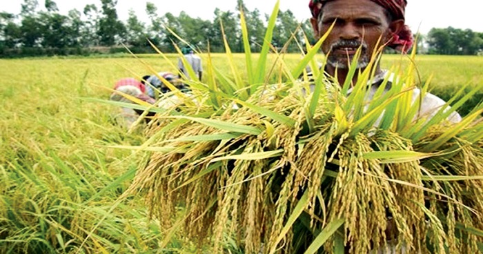 করোনাকালেও খাদ্য উৎপাদনে রেকর্ড