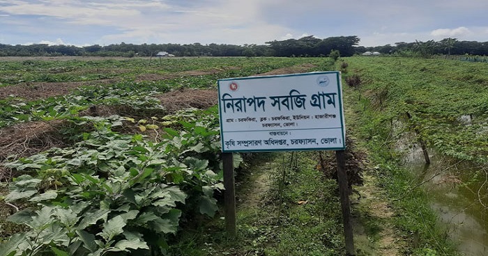 নিরাপদ সবজি গ্রামে বিষমুক্ত সবজি উৎপাদনে সাফল্য