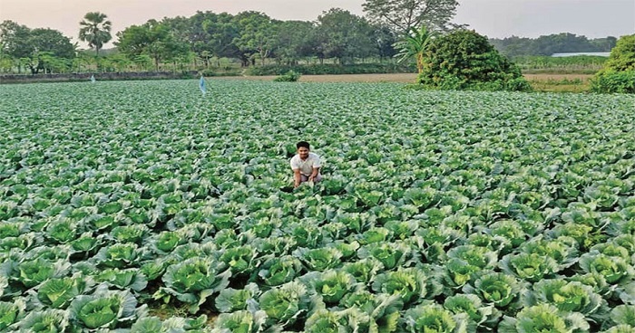 কৃষি অর্থনীতিতে সুবাতাস