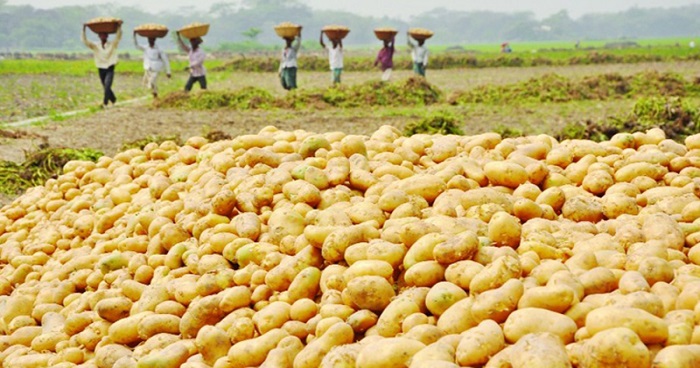 ২৫ টাকা কেজিতে আলু বিক্রি করবে টিসিবি