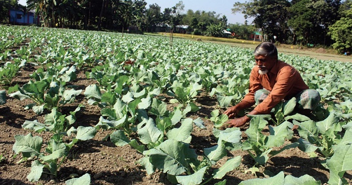 ময়মনসিংহে নিরাপদ সবজিতে সাফল্য