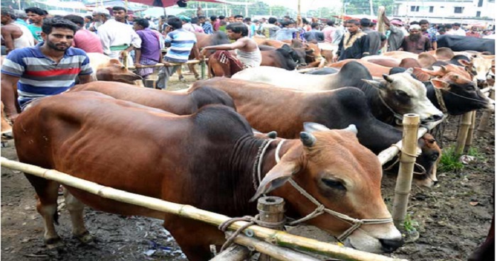 বগুড়ায় কোরবানিযোগ্য পৌণে ৪ লাখ গবাদি পশু প্রস্তুত