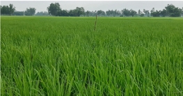 বগুড়ার আদমদীঘিতে এবারও রোপা আমনের বাম্পার ফলনের সম্ভাবনা বগুড়ার আদমদীঘিতে এবারও রোপা আমনের বাম্পার ফলনের সম্ভাবনা