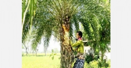দুপচাঁচিয়ায় খেজুর গাছ প্রস্তুত করতে গাছিরা ব্যস্ত দুপচাঁচিয়ায় খেজুর গাছ প্রস্তুত করতে গাছিরা ব্যস্ত