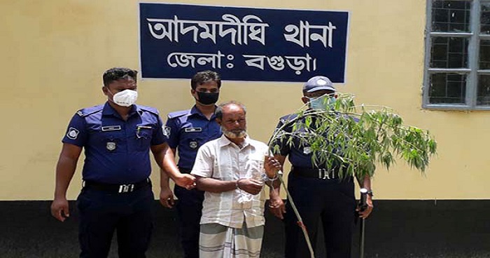 আদমদীঘিতে গাঁজার গাছসহ একজন গ্রেফতার আদমদীঘিতে গাঁজার গাছসহ একজন গ্রেফতার