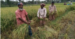 বগুড়ার কাহালুতে বোরো ধানের বাম্পার ফলন বগুড়ার কাহালুতে বোরো ধানের বাম্পার ফলন