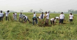 সোনাতলায় ধান কাটা শুরু, ভালো দাম পেয়ে কৃষক খুশি সোনাতলায় ধান কাটা শুরু, ভালো দাম পেয়ে কৃষক খুশি