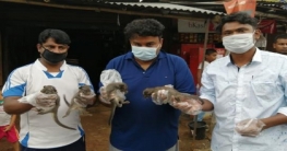 বগুড়ায় গন্ধগোকুলের ৪ ছানা উদ্ধার বগুড়ায় গন্ধগোকুলের ৪ ছানা উদ্ধার