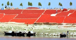 বগুড়ায় ৩০৮ কোটি টাকার মরিচ উৎপাদন বগুড়ায় ৩০৮ কোটি টাকার মরিচ উৎপাদন