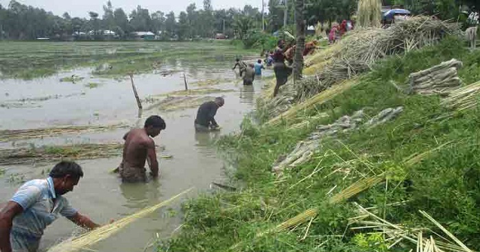 সারিয়াকান্দিতে সোনালী আশেঁ চাষিদের সোনালী স্বপ্ন সারিয়াকান্দিতে সোনালী আশেঁ চাষিদের সোনালী স্বপ্ন