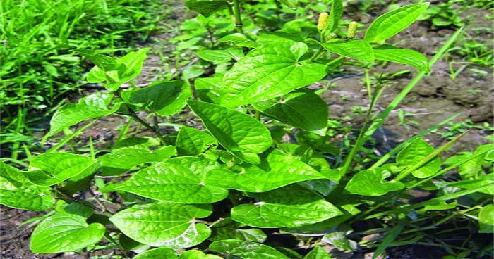 পিপুল এর ভেষজ উপকারিতা পিপুল এর ভেষজ উপকারিতা