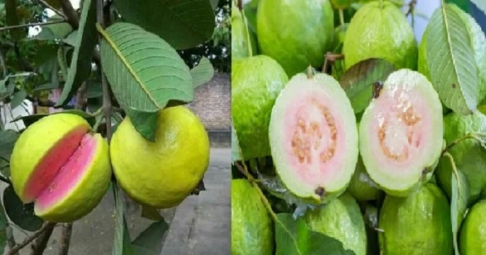 মরণব্যাধিসহ যেসব রোগ প্রতিরোধ করে পেয়ারা মরণব্যাধিসহ যেসব রোগ প্রতিরোধ করে পেয়ারা