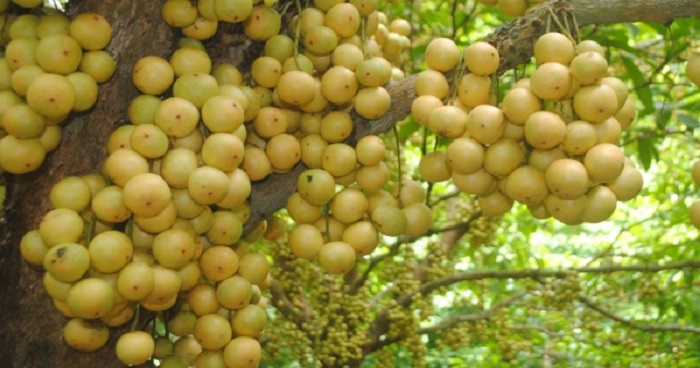 লটকনের উপকারিতা জানলে সারা দিনই খাবেন!