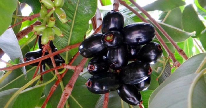 জামের আশ্চর্য পুষ্টিগুণ ও স্বাস্থ্য উপকারিতা