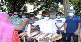 শাজাহানপুরে ৪`শ অসহায় পরিবারের মাঝে মাছ বিতরণ শাজাহানপুরে ৪`শ অসহায় পরিবারের মাঝে মাছ বিতরণ