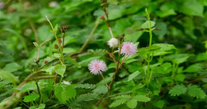 লজ্জাবতী গাছের উপকারিতা