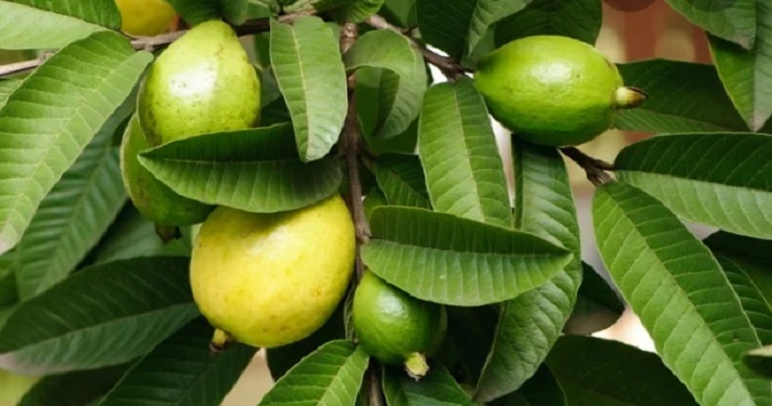 পেয়ারা পাতার বিস্ময়কর সাত গুণ পেয়ারা পাতার বিস্ময়কর সাত গুণ