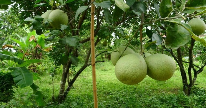 বাতাবি লেবুর নানা গুনাগুন