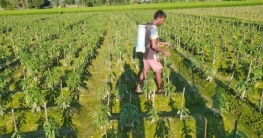 নন্দীগ্রামে বাম্পার ফলনের আশায় মরিচ চাষে ব্যস্ত কৃষক নন্দীগ্রামে বাম্পার ফলনের আশায় মরিচ চাষে ব্যস্ত কৃষক