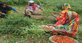 বগুড়ার চরাঞ্চলে মরিচের বাম্পার ফলন, ভালো দাম পেয়ে খুশি কৃষক বগুড়ার চরাঞ্চলে মরিচের বাম্পার ফলন, ভালো দাম পেয়ে খুশি কৃষক
