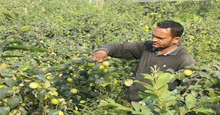 ধুনটে বরই চাষীরা লিখছেন সফলতার নতুন গল্প