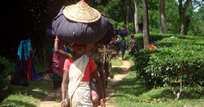 চা-শ্রমিকদের মজুরি ১২০ টাকা নির্ধারণ