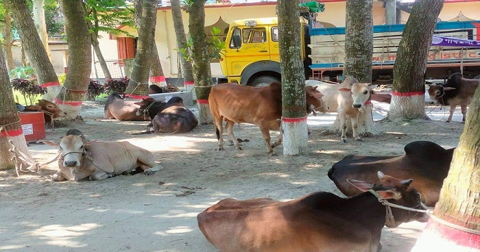 গাবতলীতে ডাকাতি করা ২১টি গরুসহ গ্রেফতার ২