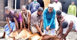 নন্দীগ্রামে প্রধানমন্ত্রীর নামে গরু কোরবানি দিলেন আ’লীগ নেতা রানা নন্দীগ্রামে প্রধানমন্ত্রীর নামে গরু কোরবানি দিলেন আ’লীগ নেতা রানা