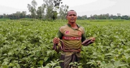 সোনাতলায় বেগুনের বাম্পার ফলন, ভালো দাম পেয়ে কৃষক খুশি সোনাতলায় বেগুনের বাম্পার ফলন, ভালো দাম পেয়ে কৃষক খুশি