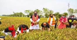 বিশ্ব রেকর্ড গড়া শস্যচিত্রে বঙ্গবন্ধু শিল্পকর্মের ধান কাটার উৎসব বিশ্ব রেকর্ড গড়া শস্যচিত্রে বঙ্গবন্ধু শিল্পকর্মের ধান কাটার উৎসব