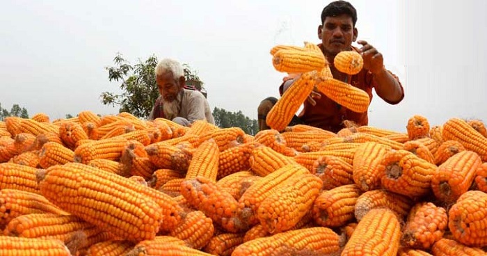 বগুড়ায় ভুট্টা চাষে ভাগ্য বদলের চেষ্টা, ব্যস্ততায় সময় কাটছে কৃষকের