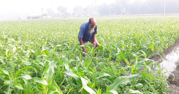 ভুট্টায় ভাগ্য বদলেছে চরবাসীর