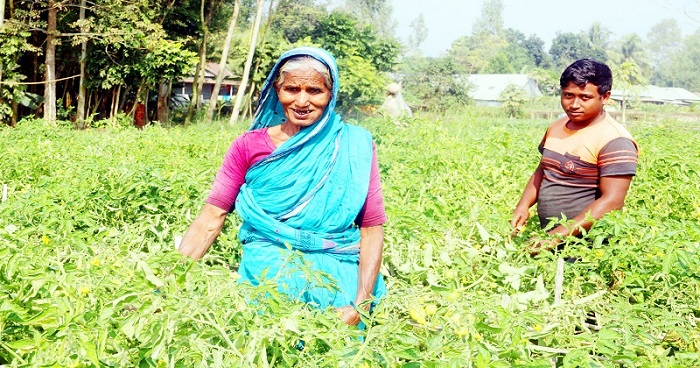 ধুনটে টমেটো চাষে সফল কৃষাণী আনোয়ারা