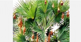 নন্দীগ্রামে বাবুই পাখি বিলুপ্তির পথে নন্দীগ্রামে বাবুই পাখি বিলুপ্তির পথে