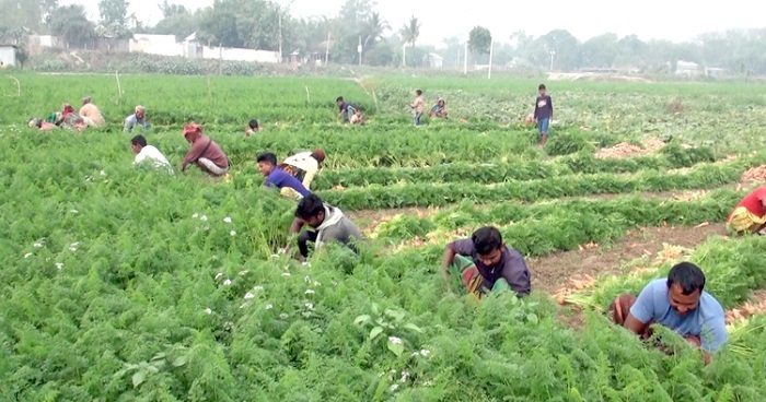 দ্বিগুণ লাভে গাজর চাষে বিপ্লব!