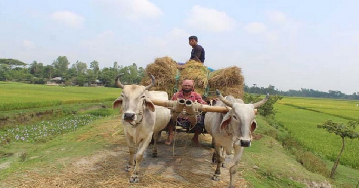 তেকানীচুকাইনগর মডেল ইউপির উন্নয়নমূলক কর্মকান্ডে খুশি এলাকাবাসী