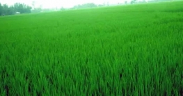 নন্দীগ্রামে কৃষকের সোনালী স্বপ্ন এখন সবুজের সমারোহ নন্দীগ্রামে কৃষকের সোনালী স্বপ্ন এখন সবুজের সমারোহ