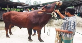 শাজাহানপুরে কুরবানি উপলক্ষে অনলাইন পশুর হাট শাজাহানপুরে কুরবানি উপলক্ষে অনলাইন পশুর হাট
