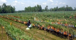 আত্নপ্রত্যায়ী ২ যুবকের সাফল্য শাজাহানপুরে ফলেছে ভ্যারাইটির তরমুজ আত্নপ্রত্যায়ী ২ যুবকের সাফল্য শাজাহানপুরে ফলেছে ভ্যারাইটির তরমুজ