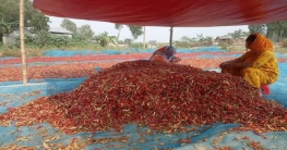 বগুড়ায় ৩০০ কোটি টাকার মরিচ উৎপাদনের আশাবাদ বগুড়ায় ৩০০ কোটি টাকার মরিচ উৎপাদনের আশাবাদ
