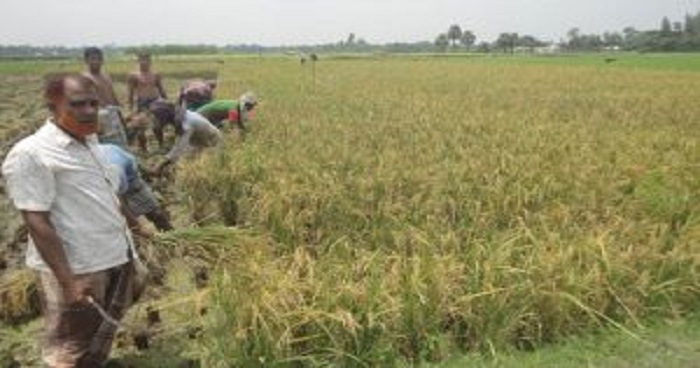 গাবতলীতে আগাম আউশ ধান কাটা শুরুঃ কৃষকের মুখে হাসি