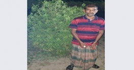 গাবতলীতে বেগুন ক্ষেতে গাঁজা চাষ কৃষক গ্রেফতার গাবতলীতে বেগুন ক্ষেতে গাঁজা চাষ কৃষক গ্রেফতার