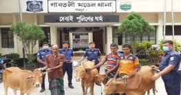 গাবতলীতে ৫টি চোরাই গরু উদ্ধার, গ্রেফতার ৩ গাবতলীতে ৫টি চোরাই গরু উদ্ধার, গ্রেফতার ৩