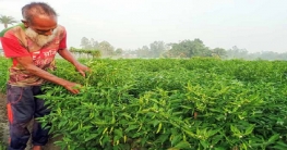 বগুড়ার কাহালুতে মরিচের বাম্পার ফলন, উচ্চ দামে খুশি কৃষকেরা বগুড়ার কাহালুতে মরিচের বাম্পার ফলন, উচ্চ দামে খুশি কৃষকেরা