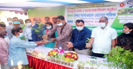 বঙ্গবন্ধুর জন্মশত বার্ষিকী উপলক্ষে বগুড়ায় ফলজ ও সবজী চারা বিতরণ বঙ্গবন্ধুর জন্মশত বার্ষিকী উপলক্ষে বগুড়ায় ফলজ ও সবজী চারা বিতরণ