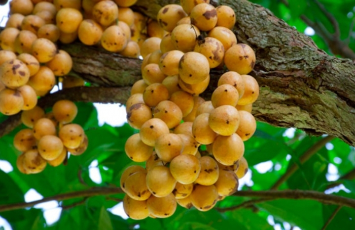 লটকনের যত ওষুধি গুণ লটকনের যত ওষুধি গুণ