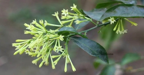 হাসনাহেনা ফুল এর অসাধারন উপকারিতা
