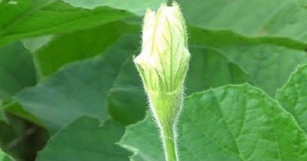 লাউ শাকের উপকারিতা এবং পুষ্টিগুণ লাউ শাকের উপকারিতা এবং পুষ্টিগুণ