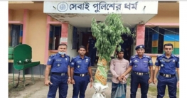 বগুড়ায় নয়টি গাঁজার গাছসহ যুবক গ্রেফতার বগুড়ায় নয়টি গাঁজার গাছসহ যুবক গ্রেফতার